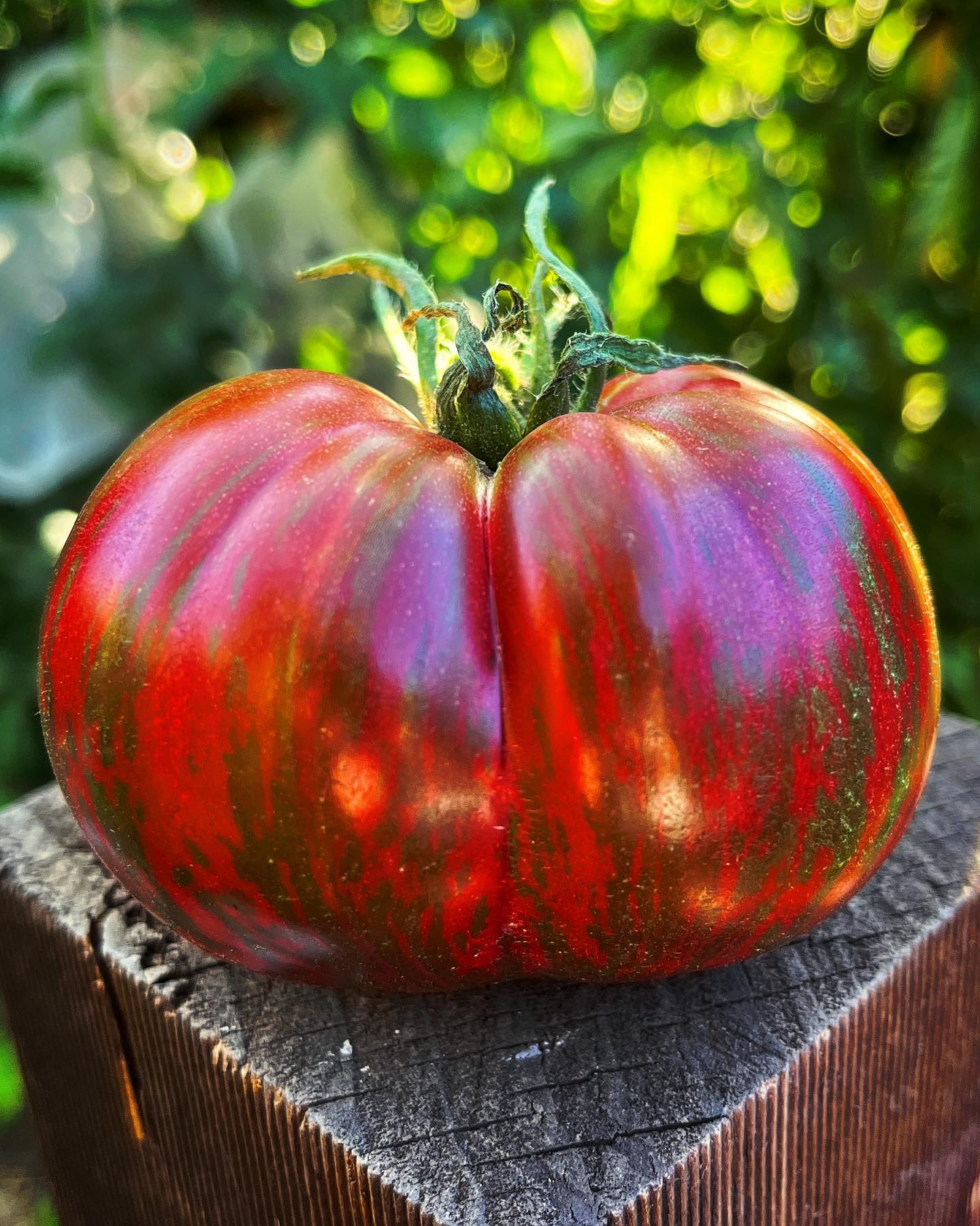 berkeley tie dye tomato