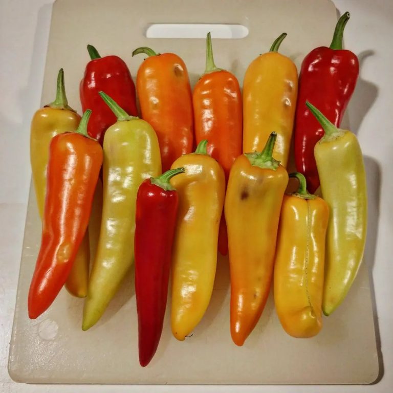 hot wax pepper