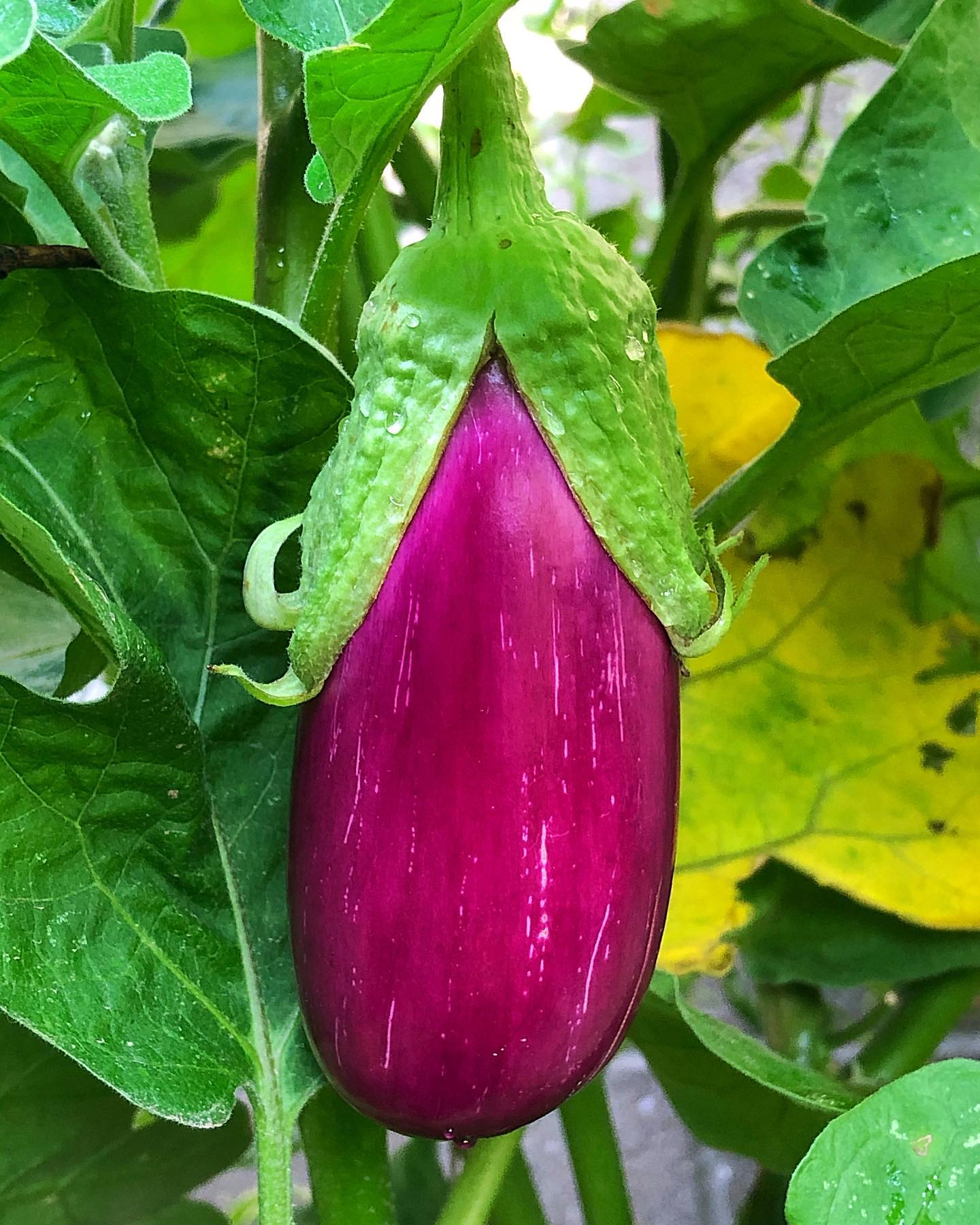 rosita eggplant